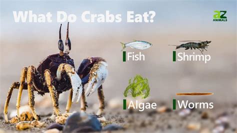 What Animal Eats Crabs: A Dive into the Culinary Preferences of the Animal Kingdom